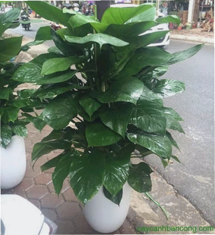 Cây trầu bà trong chậu treo, trang trí ban công