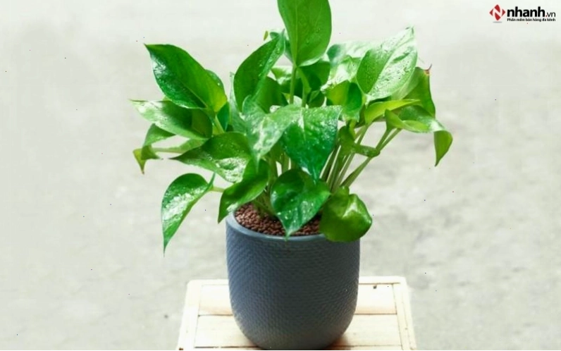 Cây Trầu Bà và Cây Hồng Môn cho người tuổi Ngọ