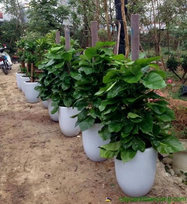 Cây trầu bà với lá xanh mướt và thân dài rủ xuống