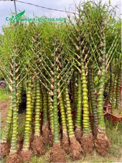 Cây Trúc Quan Âm một thân với dáng vẻ thanh lịch, phù hợp trang trí nội thất