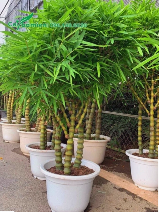 Cây Trúc Quan Âm trồng trong chậu với chiều cao khoảng 80 - 100cm, thích hợp đặt ở bàn làm việc hoặc phòng khách nhỏ