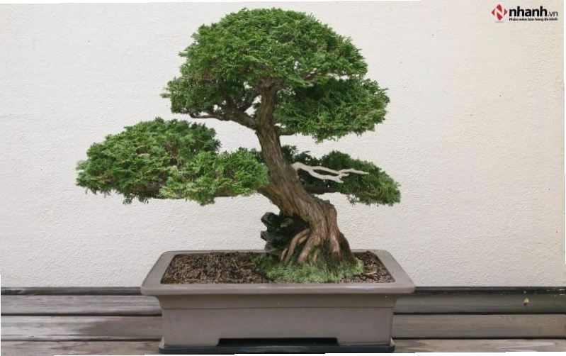 Cây tùng bồng lai bonsai phù hợp người tuổi Thân