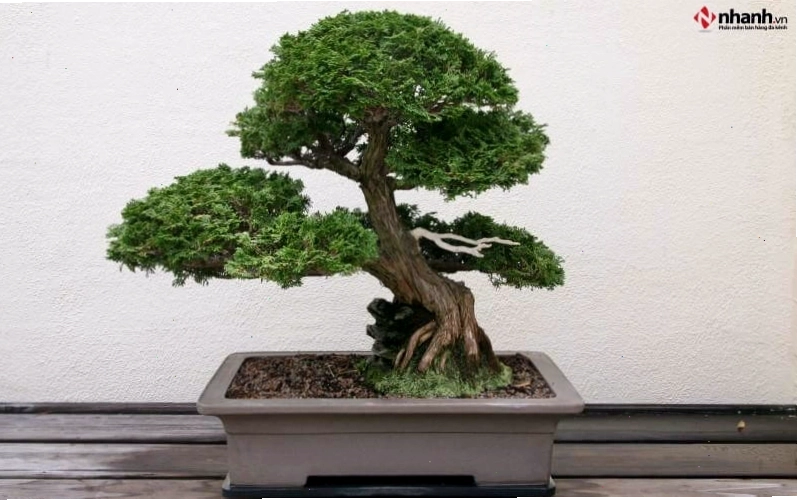 Cây Tùng Bồng Lai và Cây Kim Tiền cho người tuổi Thân
