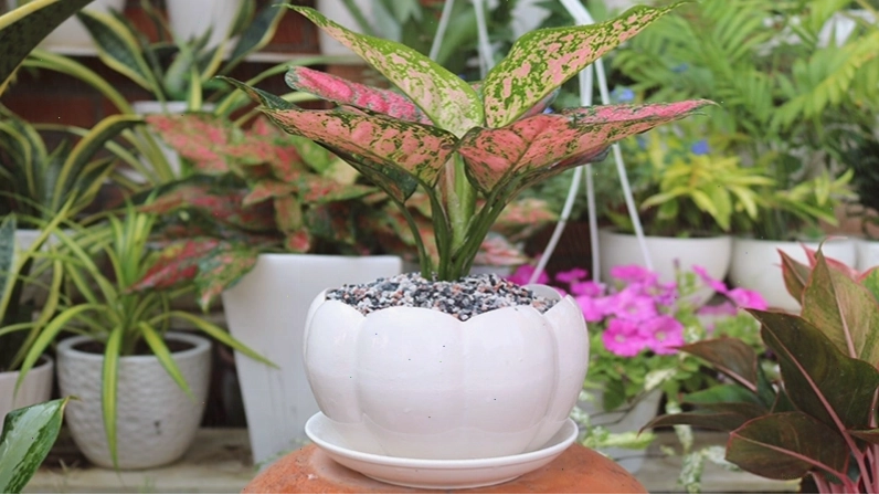 Cây Vạn Lộc Đỏ với lá đỏ tươi mang ý nghĩa giàu sang và thịnh vượng