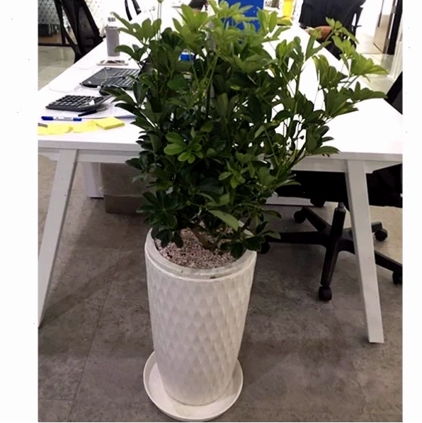 Chậu cây ngũ gia bì sang trọng đặt ở góc phòng khách