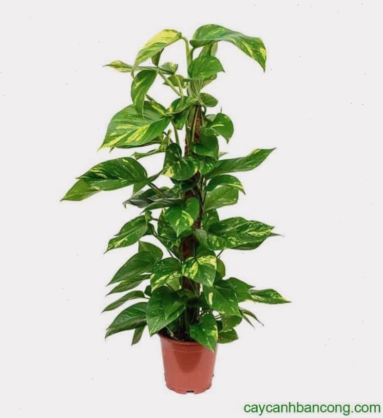 Chậu cây trầu bà được chăm sóc tốt với lá xanh mướt