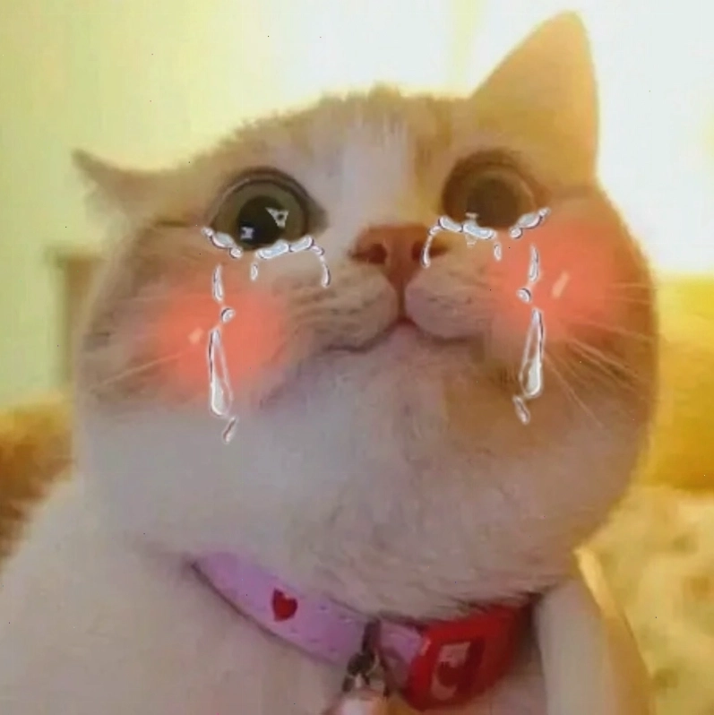 Chia sẻ meme cat cry cùng bạn bè để lan tỏa niềm vui