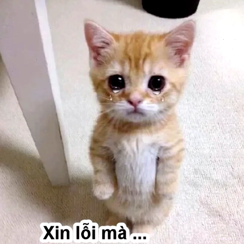 Chia sẻ meme xin lỗi ny để thể hiện tình cảm tinh tế