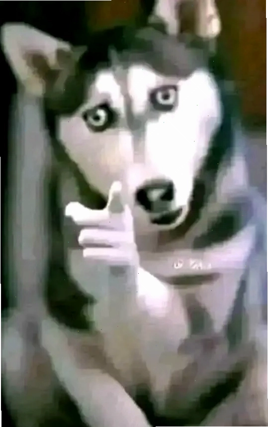 Chó Husky lém lỉnh chỉ tay với ánh mắt tinh nghịch thể hiện sự tinh ranh