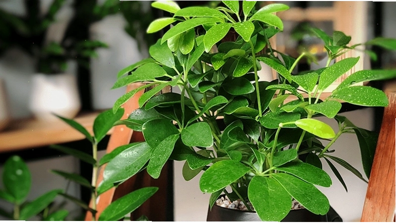 Chuẩn bị đất trồng tơi xốp cho cây ngũ gia bì