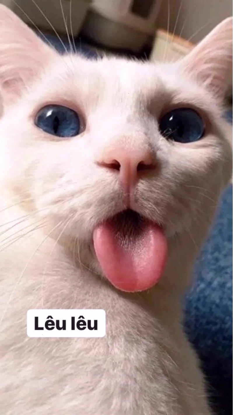 Gợi ý những bức avt meme biểu cảm độc đáo