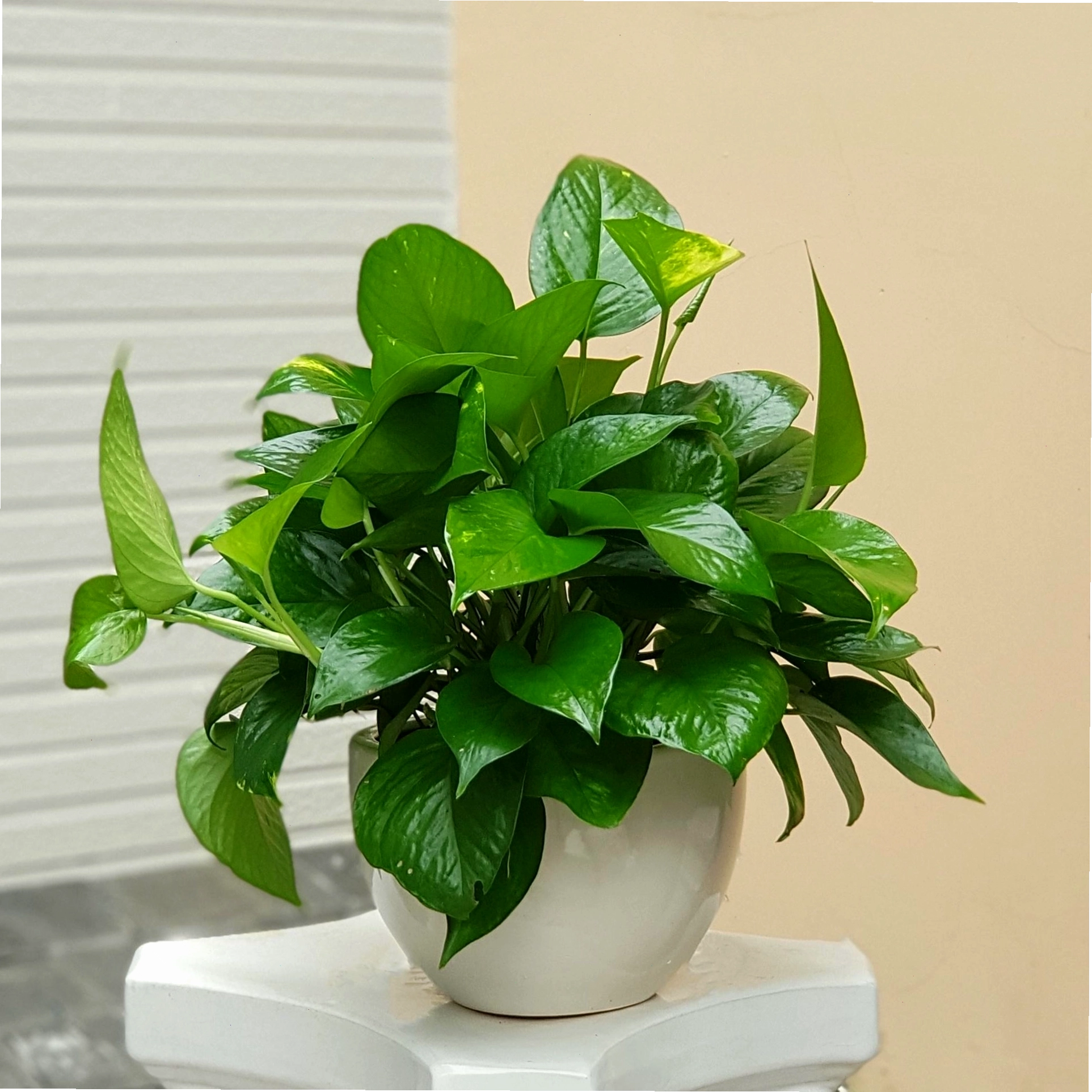 Hình ảnh cây trầu bà lá xẻ với vẻ đẹp độc đáo