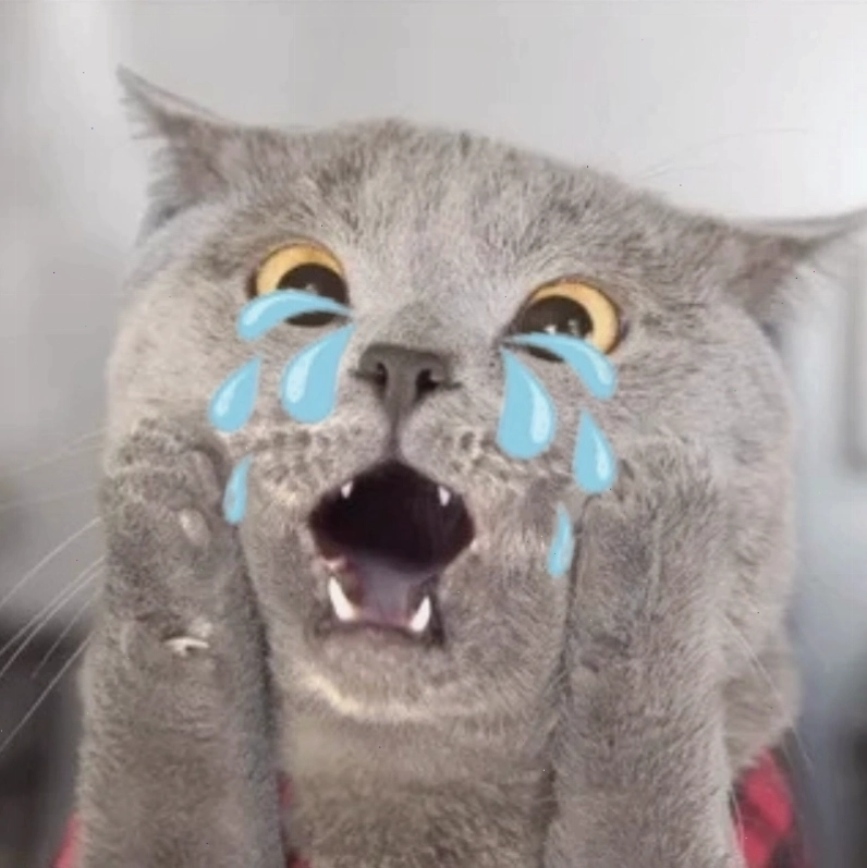 Kitten crying cats meme: Chùm ảnh mèo con đáng yêu đang mếu máo
