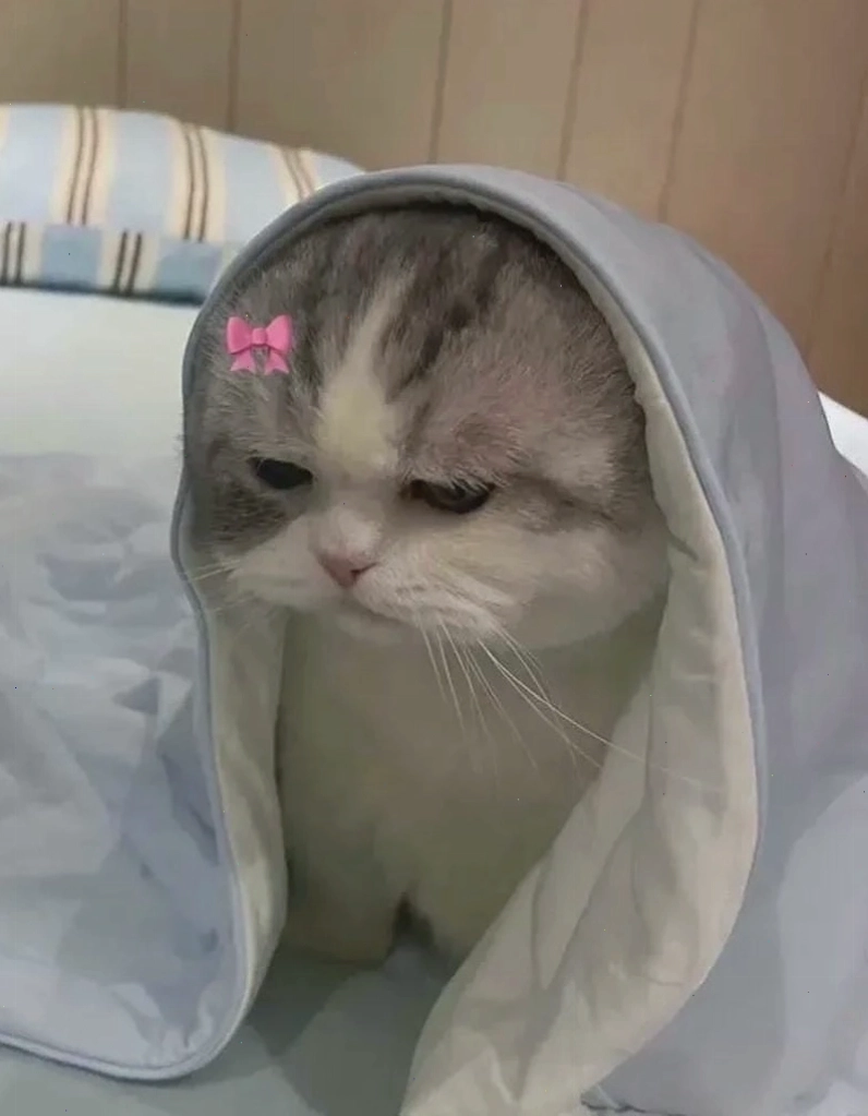 Lạc lối trong thế giới ảnh avt meme độc đáo và hài hước