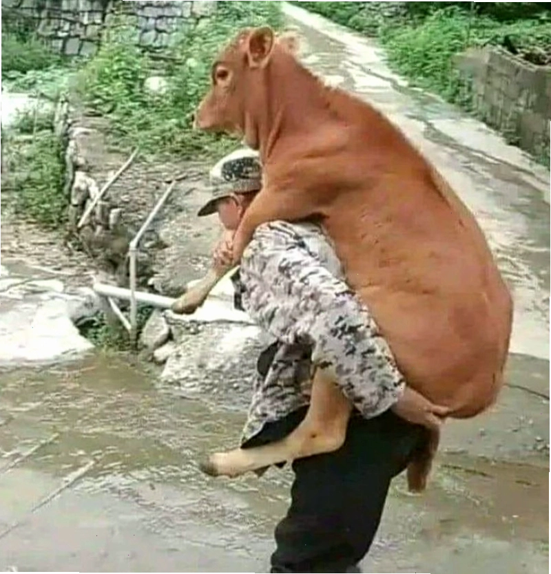 Meme bò hài hước