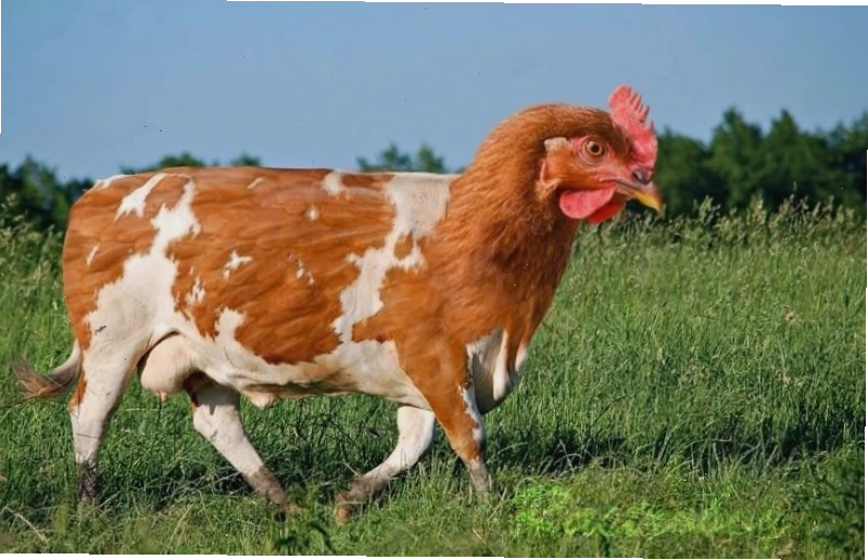 Meme bò mặt đơ