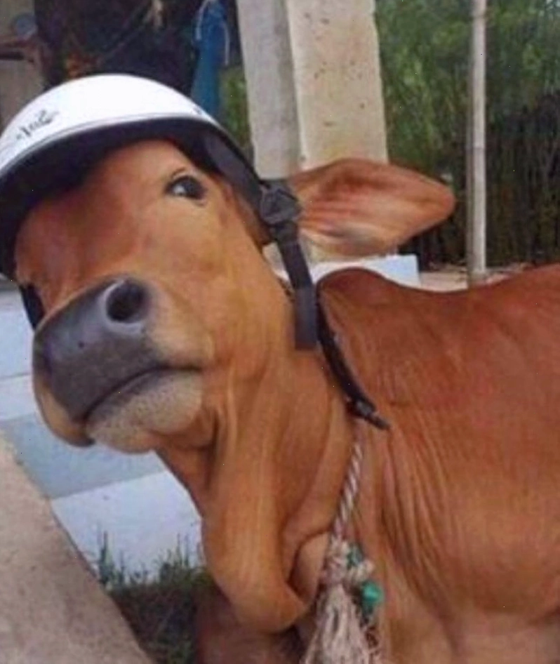 Meme bò sữa cười