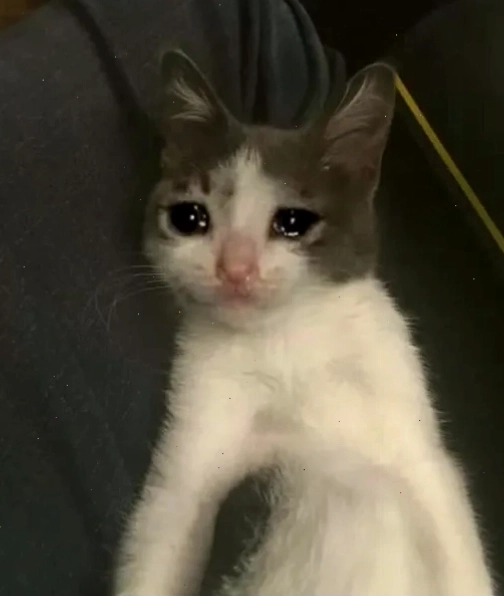 Meme cat cry dễ thương với chú mèo có đôi mắt long lanh