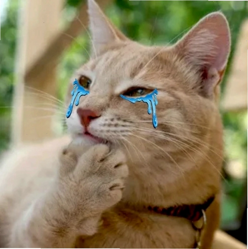 Meme cat cry với biểu cảm ngây thơ khi đang giả vờ khóc