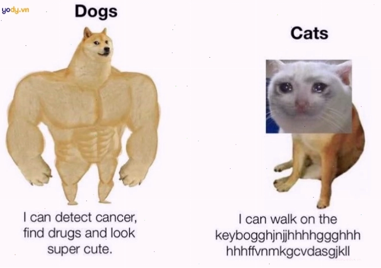 Meme Cheems vs Swole Doge độc đáo