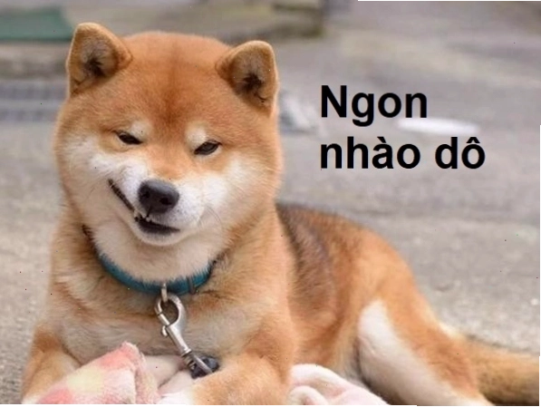 Meme chó cười nhếch mép biểu cảm đặc trưng