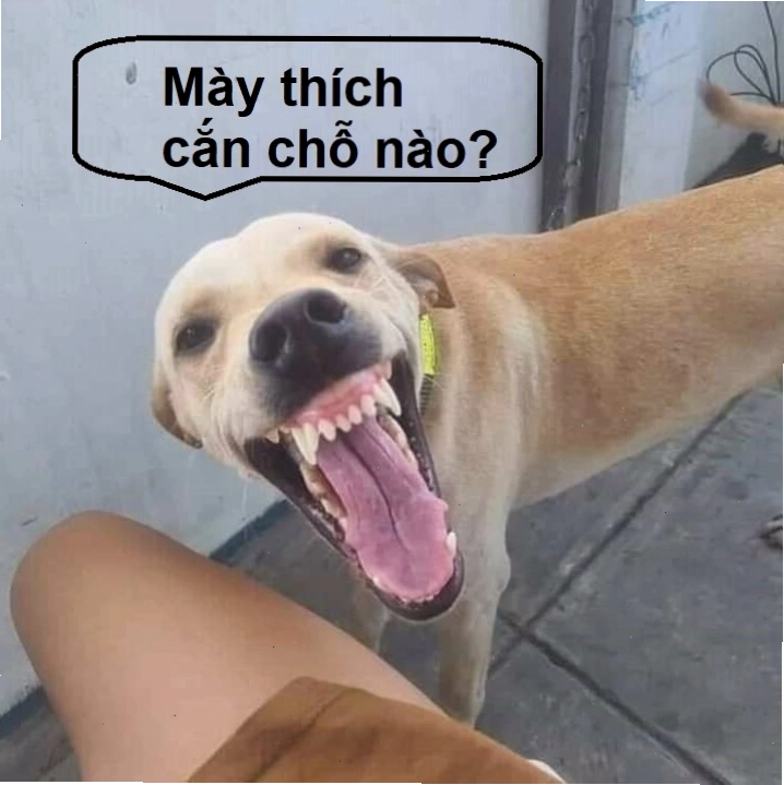 Meme chó cười nhếch răng
