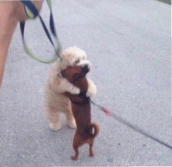 Meme chú chó đáng yêu đang ôm an ủi