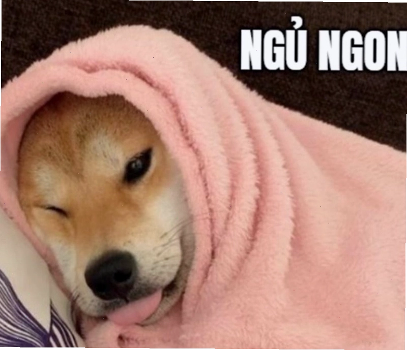Meme chú chó ngủ gục trên bàn