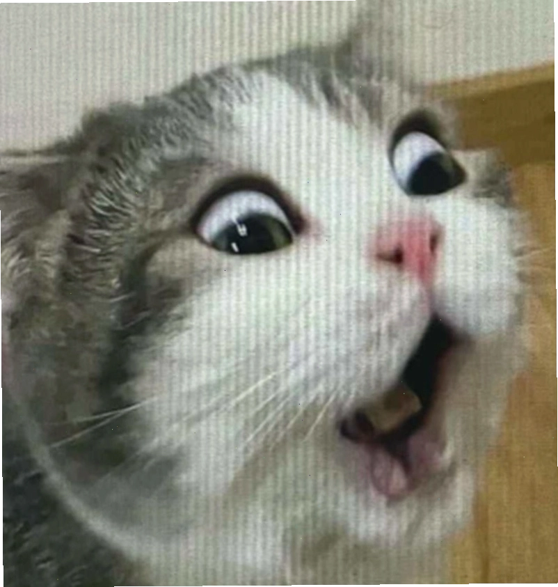 Meme chú mèo biểu cảm ngạc nhiên dễ thương