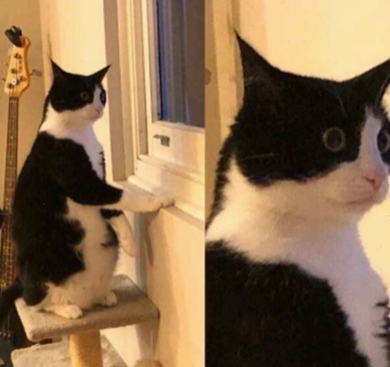 Meme chú mèo với biểu cảm ngơ ngác