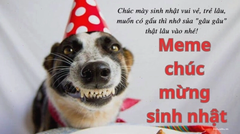 Meme chúc mừng sinh nhật hài hước, thể hiện khía cạnh vui vẻ của meme vietnam