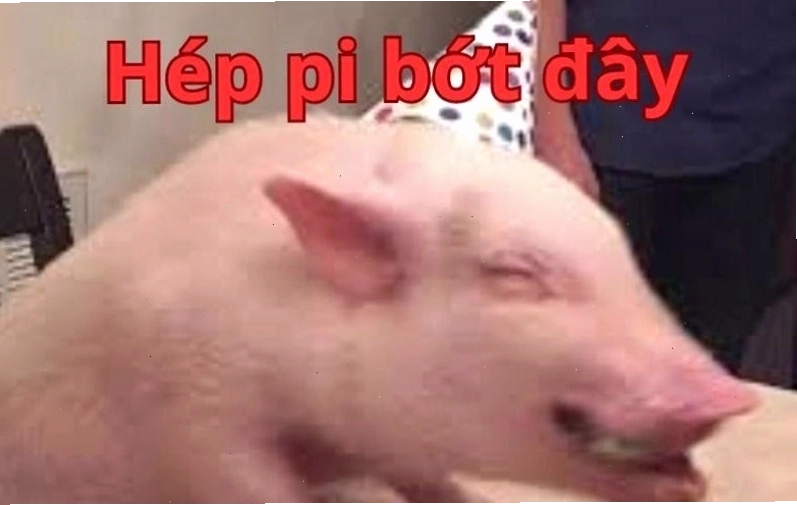 Meme chúc mừng sinh nhật hình chú chó đáng yêu đang đội mũ sinh nhật