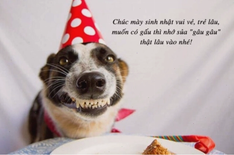 Meme chúc mừng sinh nhật với hình ảnh đàn chim cánh cụt