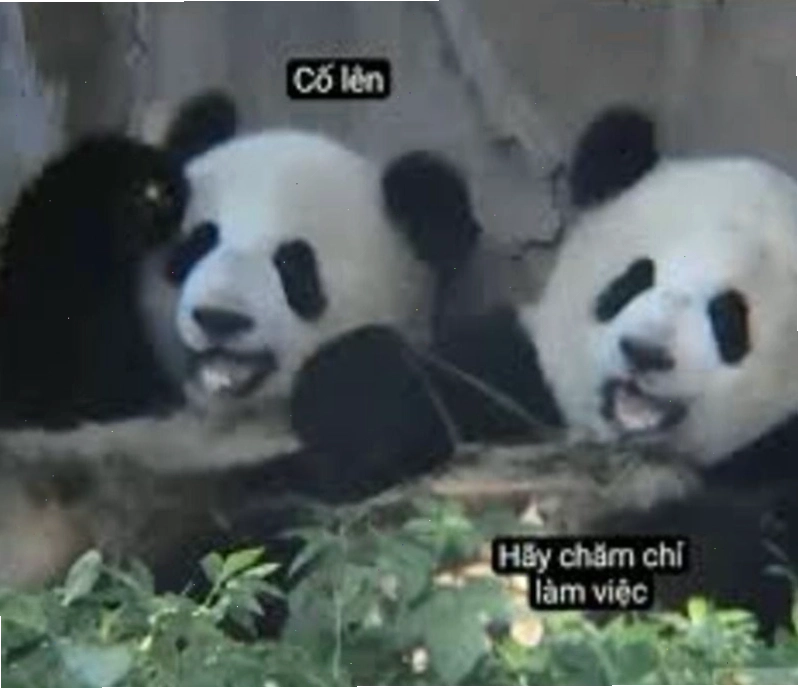 Meme cố lên hình ảnh chú gấu trúc đang chạy bộ