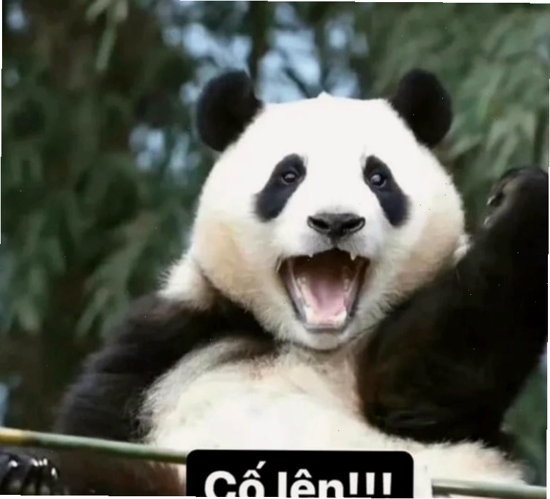 Meme cố lên hình ảnh chú gấu trúc đang leo lên cao