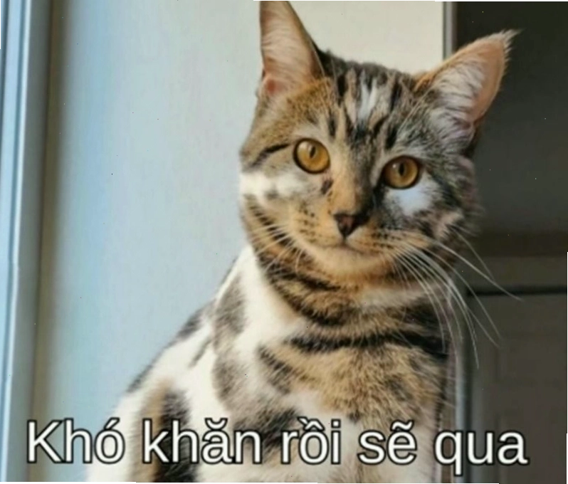 Meme cố lên hình ảnh chú mèo đang vươn vai thức dậy