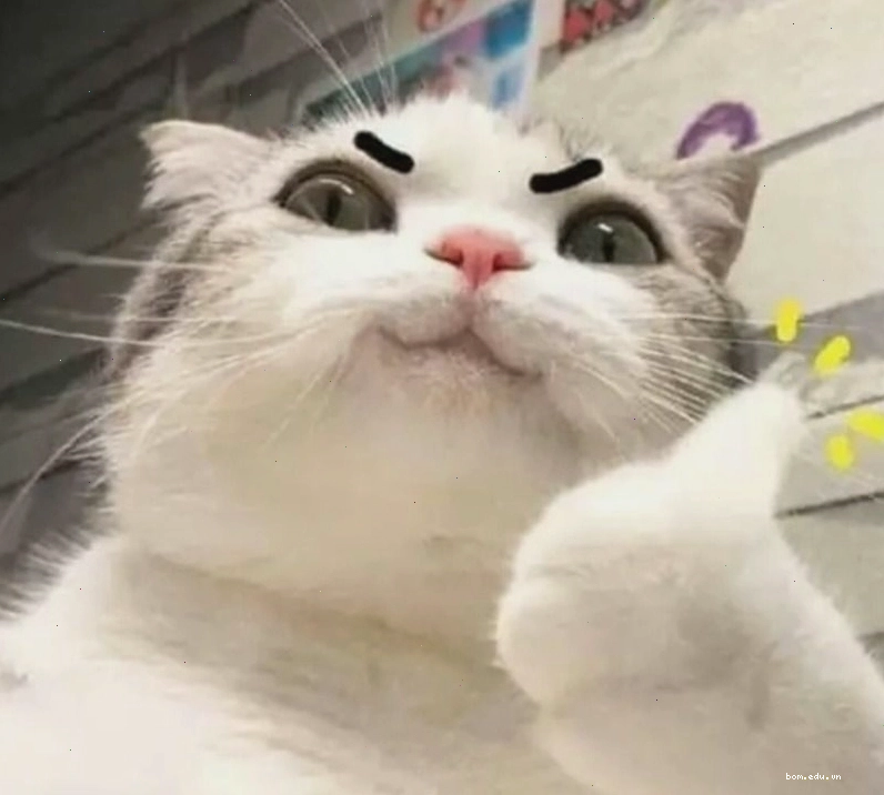 Meme cố lên với chú mèo đang vẫy tay chào tạm biệt