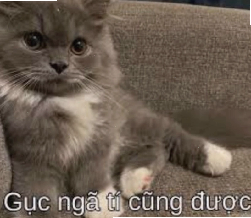 Meme cố lên với hình ảnh chú mèo đang làm việc chăm chỉ