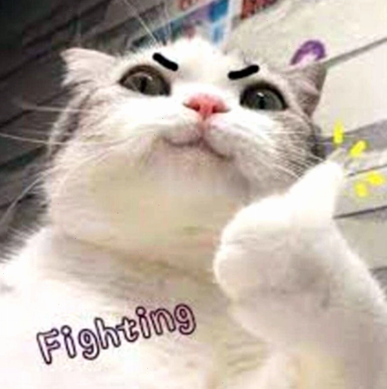 Meme cố lên với hình ảnh động vật đáng yêu mang năng lượng tích cực