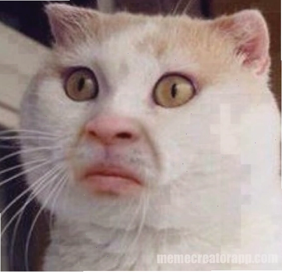 Meme con mèo với tình huống trớ trêu