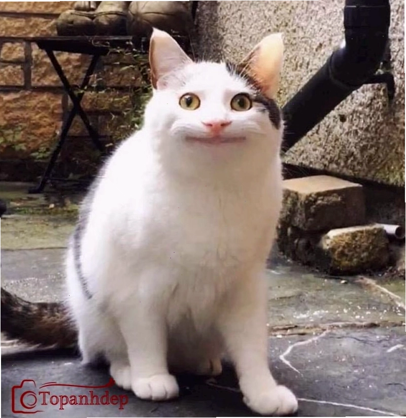 Meme cười đểu đầy hài hước, thể hiện sự tinh quái