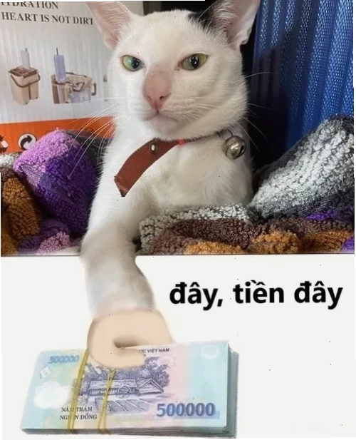 Meme mèo đưa tiền 500k thể hiện sự khan hiếm, ai cần thì lấy