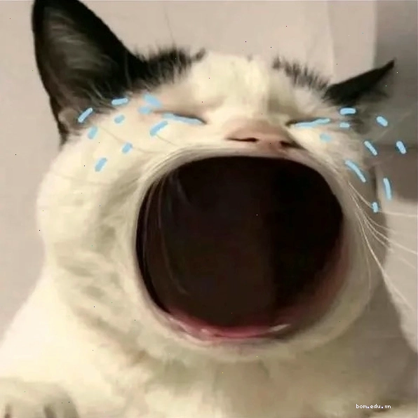 Meme mèo há mồm biểu cảm sợ hãi, ngạc nhiên