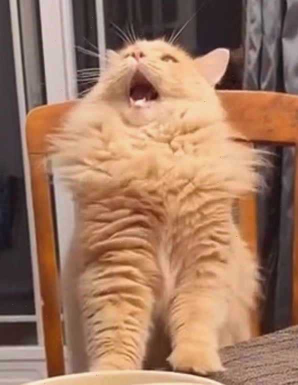 Meme mèo há mồm cực hài hước và khó đỡ