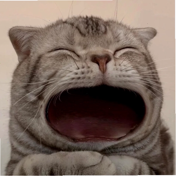 Meme mèo há mồm đòi ăn với ánh mắt long lanh