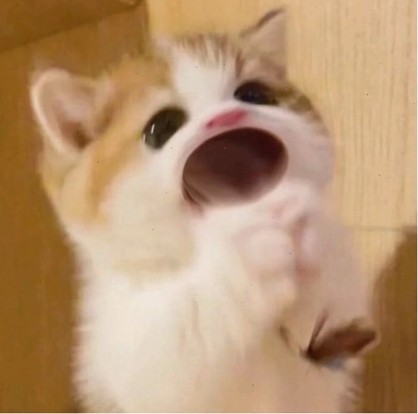 Meme mèo há mồm sau khi bị lừa bởi chủ nhân
