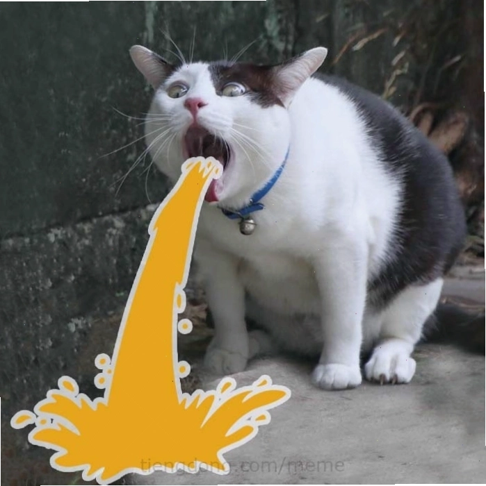 Meme mèo hài hước