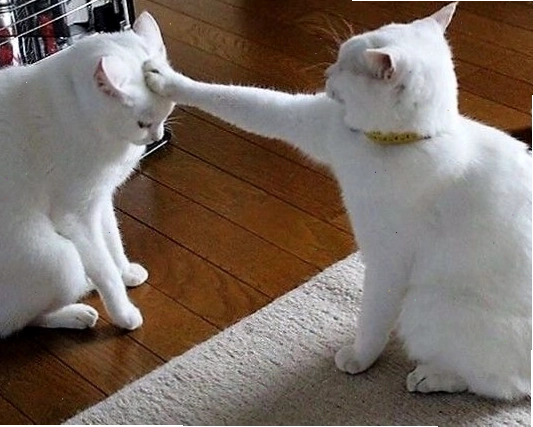 Meme mèo hài hước với biểu cảm ngộ nghĩnh