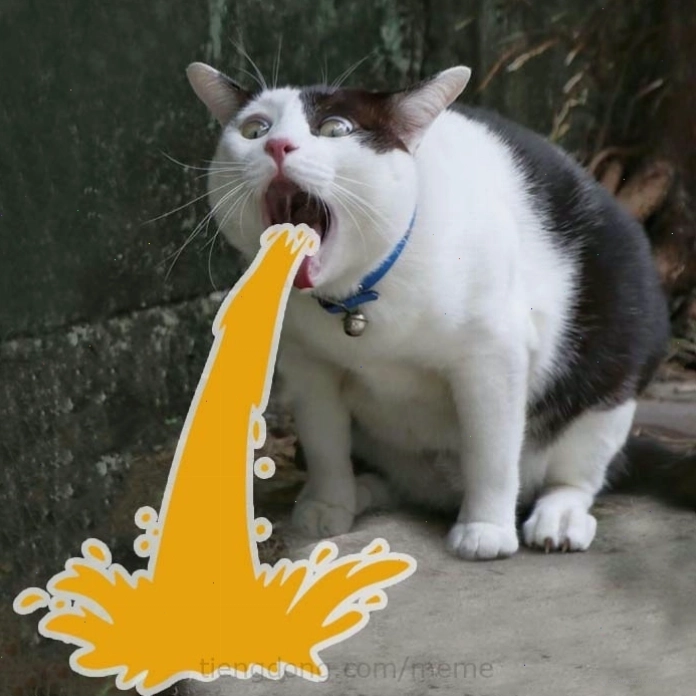 Meme mèo với biểu cảm hài hước làm người xem bật cười