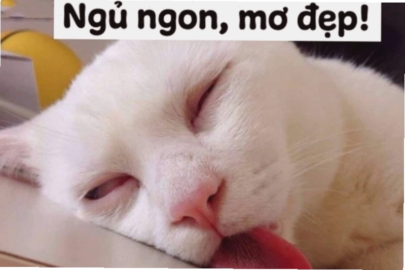 Meme ngủ dậy với ánh mắt lờ đờ